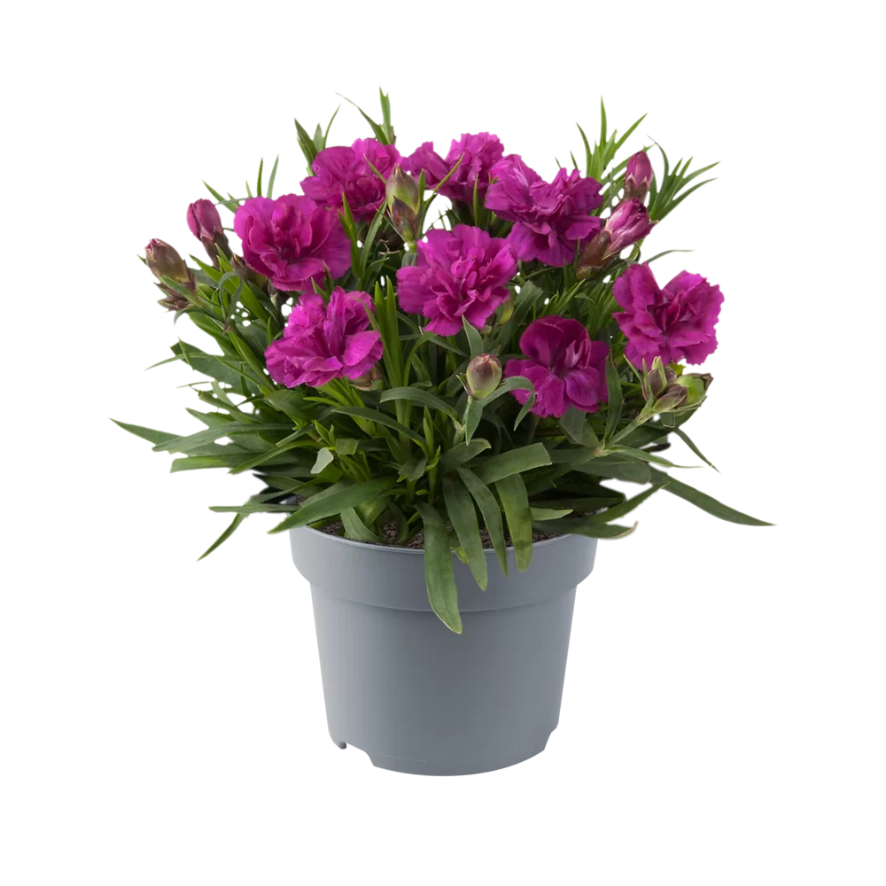 Dianthus caryophyllus Code® Purple Dark Center 35250 P 1 Dianthus caryophyllus Code® Purple Dark Center 35250 P 1