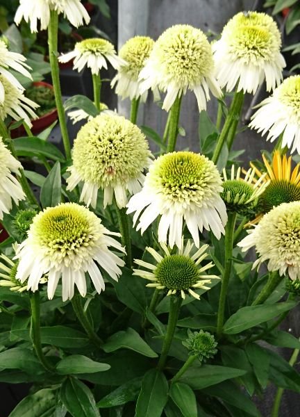 Echinacea Delicious Nougat 77431 2 Echinacea Delicious Nougat 77431 2
