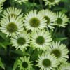 Echinacea Green Jewel 74296 1