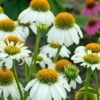 Echinacea Powwow White 780x520 1