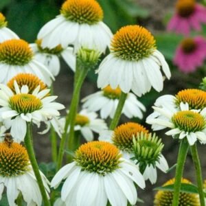 Echinacea Powwow White 780x520 1