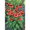Echinacea Red Skipper 79631 3
