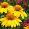 Echinacea Sombrero Lemon Yellow