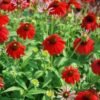 Echinacea Sombrero Salsa Red 214x214 1