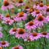 Echinacea Eziuole MAGNUS SUPERIOR 1000x1000 1