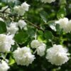Edition 29 double mock orange 2