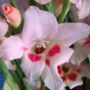Elvira1 1