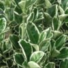 Euonymus japonicus Kathy Evonimo del Giappone Vaso 18cm