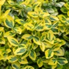 Euonymus Emerald n Gold 1 3 scaled 1