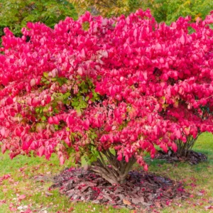 Euonymus alatus