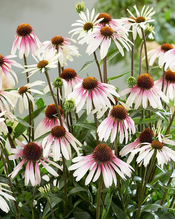 Eziuole Sombreror Special White Purple naku ukis 1 Eziuole Sombreror Special White Purple naku ukis 1