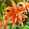 FLORE PLENO