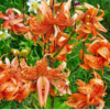 FLORE PLENO1