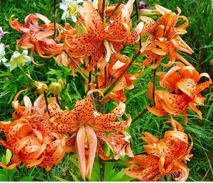 FLORE PLENO1 FLORE PLENO1
