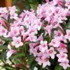 FLSWEI32494