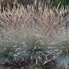 Festuca Elijah Blue 79897 1