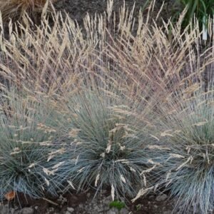 Festuca Elijah Blue 79897 1