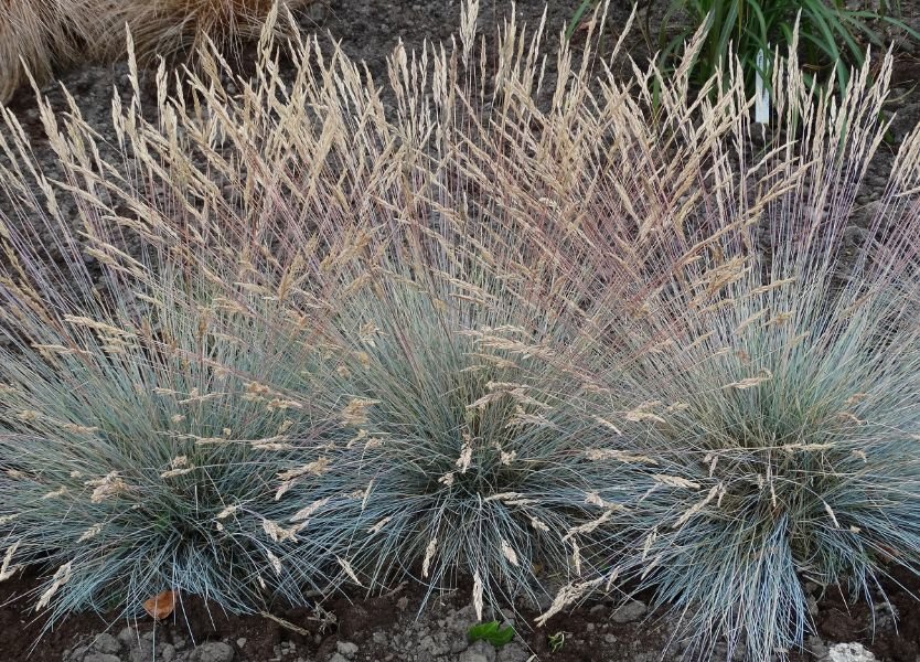 Festuca Elijah Blue 79897 1 Festuca Elijah Blue 79897 1