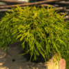 Filifera Aurea Nana1 2