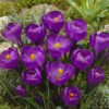 Flower Record 1