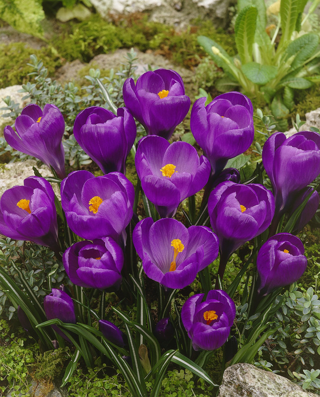 Flower Record 1 Flower Record 1