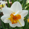 Flower drift