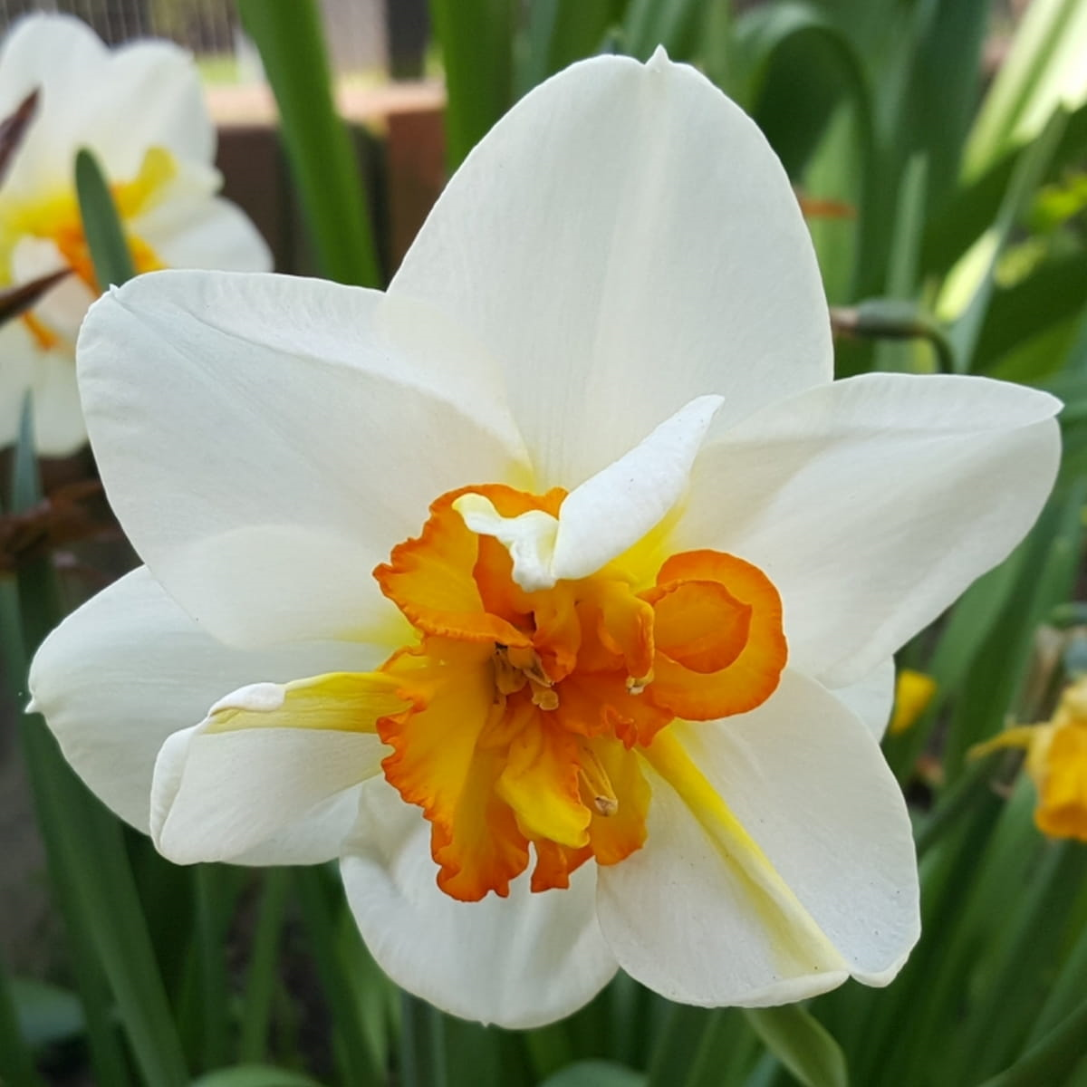 Flower drift Flower drift
