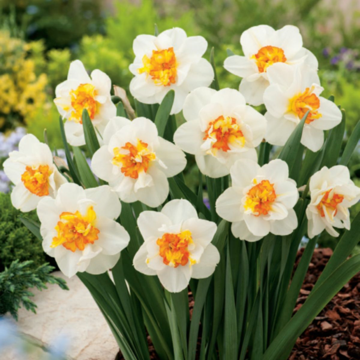 Flower drift1 Flower drift1