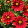 Gailiardija akuotoji Arizona Red Shades Gaillardia aristata Arizona Red Shades