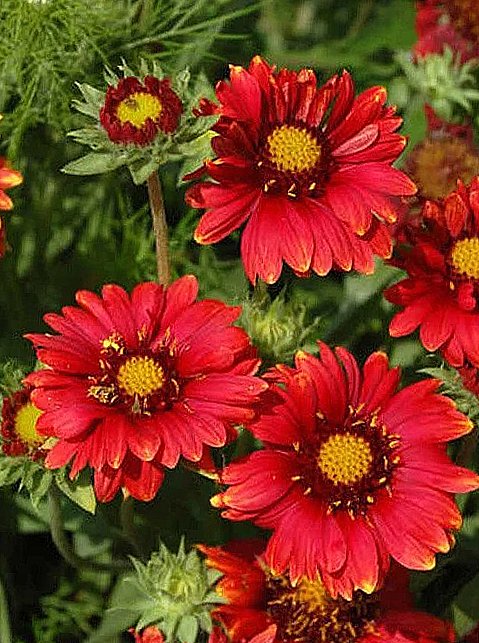 Gailiardija akuotoji Arizona Red Shades Gaillardia aristata Arizona Red Shades Gailiardija akuotoji Arizona Red Shades Gaillardia aristata Arizona Red Shades