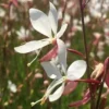 Gaura lindheimeri Elurra 300x300 1