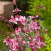 Gaura lindheimeri Siskiyou Pink 62591