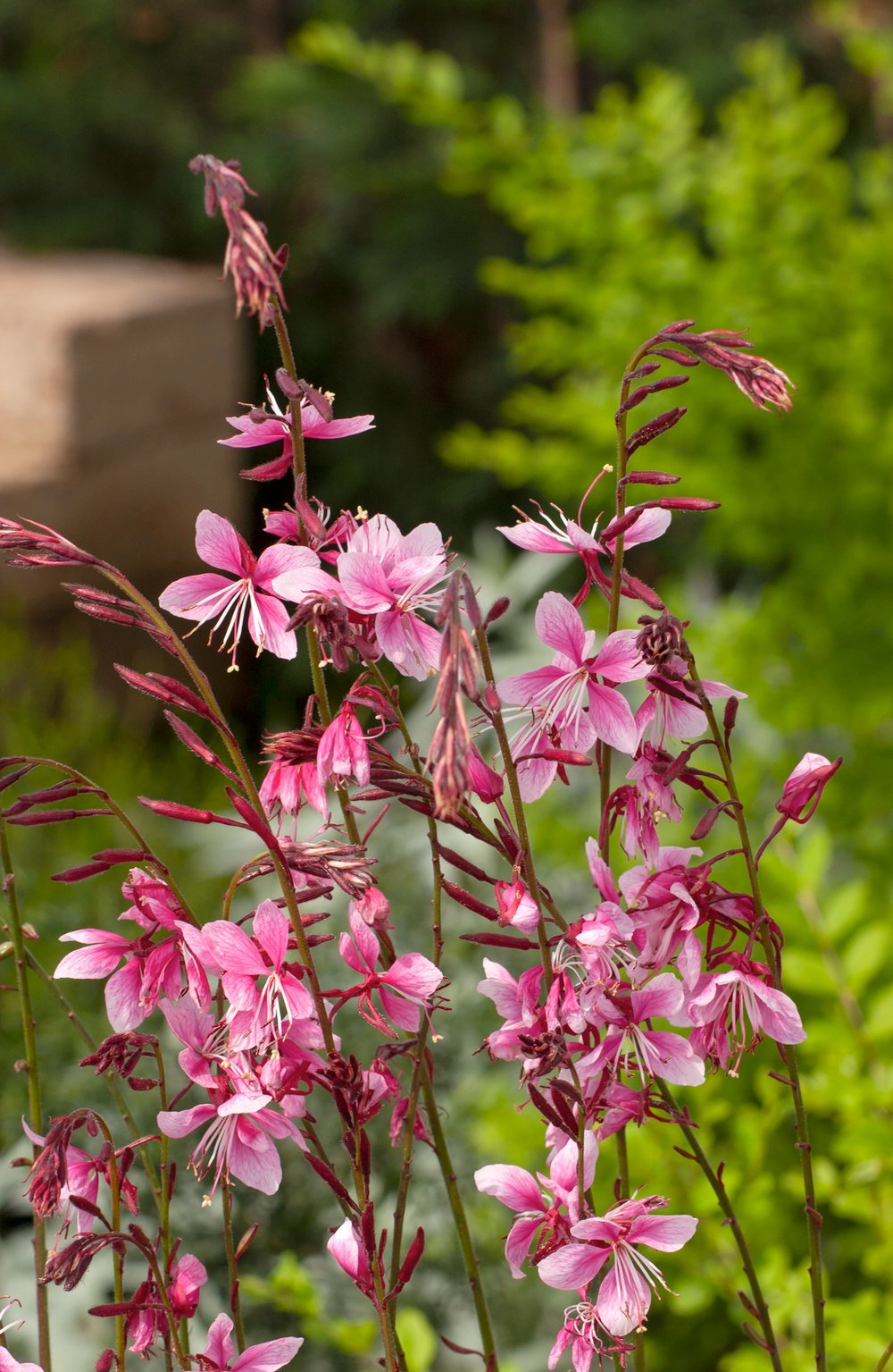 Gaura lindheimeri Siskiyou Pink 62591 Gaura lindheimeri Siskiyou Pink 62591