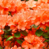 Geisha Orange1 1