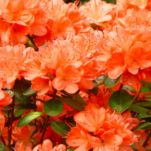 Geisha Orange1 1