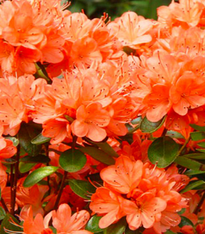 Geisha Orange1 1 Geisha Orange1 1