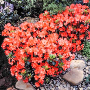 Geisha Orange1 2