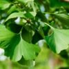 Ginkmedis
