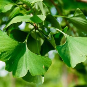 Ginkmedis