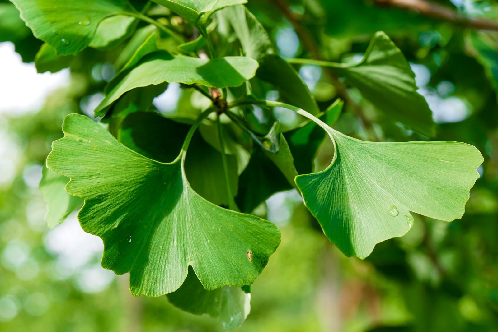 Ginkmedis Ginkmedis