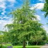 Ginkmedisdviskiautis Ginkgobiloba 2
