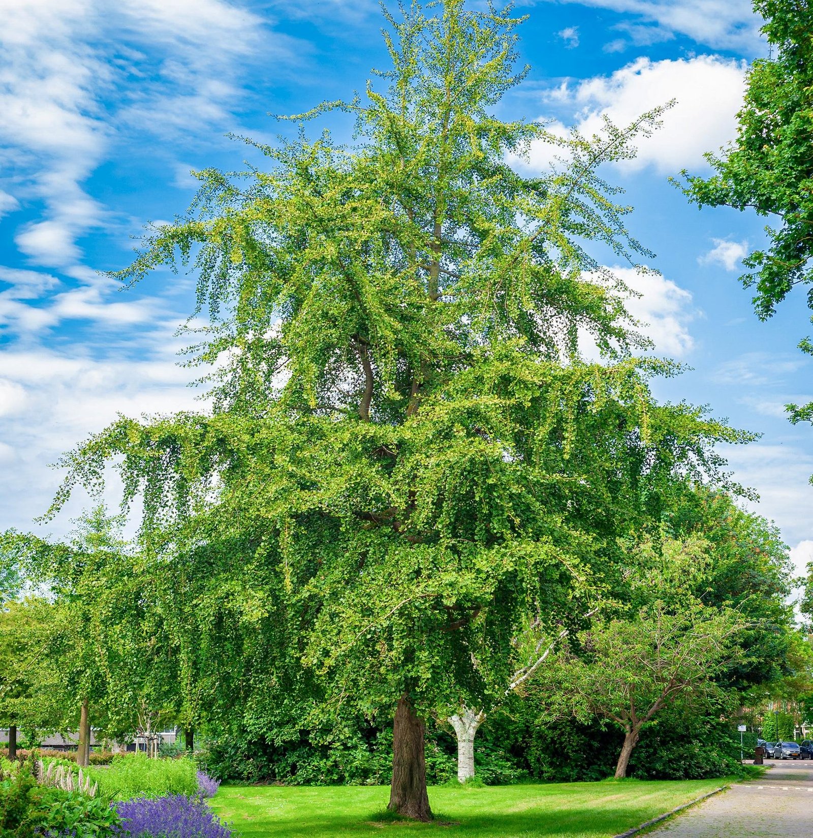 Ginkmedisdviskiautis Ginkgobiloba 2 Ginkmedisdviskiautis Ginkgobiloba 2