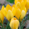 Golden Yellow