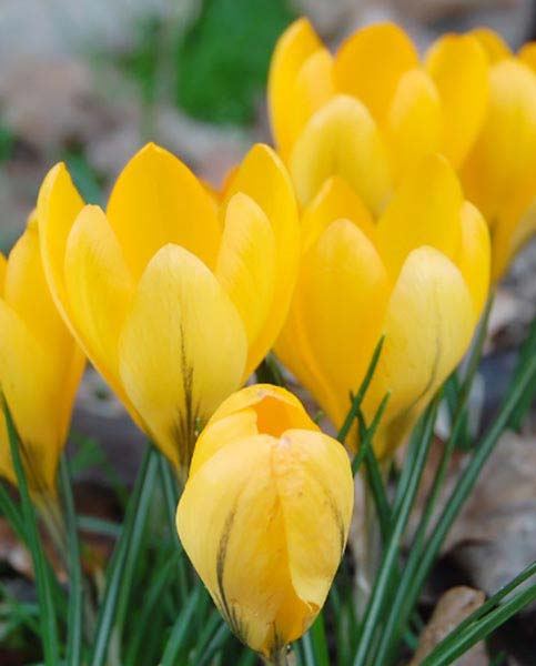 Golden Yellow Golden Yellow