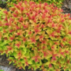 Goldflame1 2