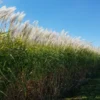 Grass Giant Miscanthus 1