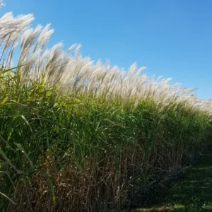 Grass Giant Miscanthus 1