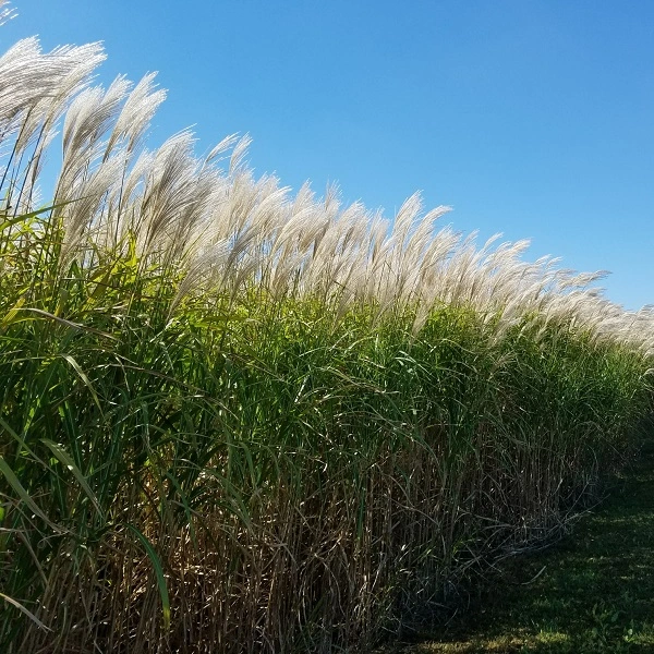 Grass Giant Miscanthus 1 Grass Giant Miscanthus 1