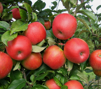 HONEYCRISP LOGO 7 HONEYCRISP LOGO 7