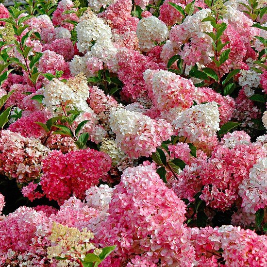 HYDRANGEA VANILLA FRAISE HYDRANGEA VANILLA FRAISE